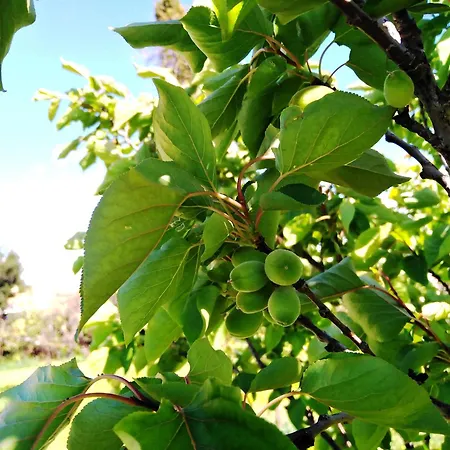 Elaia Villa Kyparissia