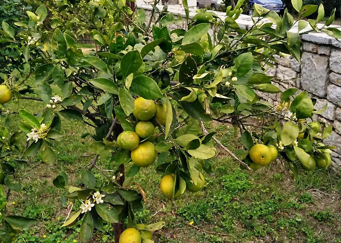 Elaia Villa