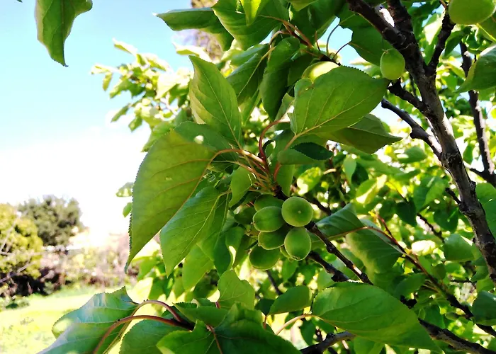 Elaia Villa Kyparissia